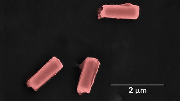 科學(xué)家開發(fā)出一種用于解毒血液的隔膜包裹“機(jī)器人”