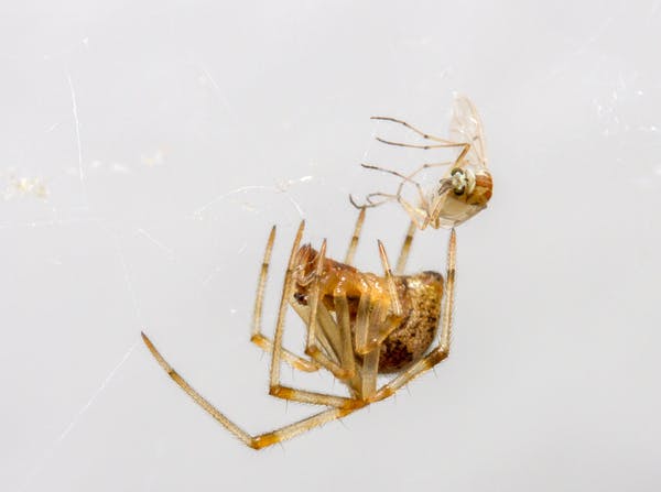 科學家認為你不該再消滅你家中的蜘蛛